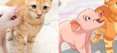 Cette artiste redessine les animaux des internautes dans le style Disney (partie 2)