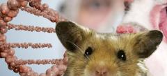 Hamsters génétiquement modifiés : ces monstres ont accidentellement été créés