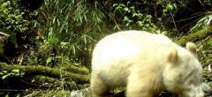 Le tout premier panda albinos photographié en Chine