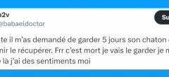 Top 20 des tweets les plus drôles sur les chatons, vous allez craquer