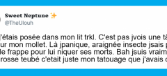 Top 20 des tweets les plus drôles sur les araignées, ces éternelles incomprises