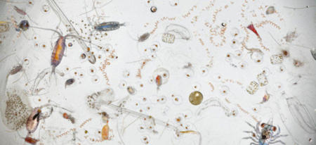 La composition d'une goutte d'eau de mer au microscope