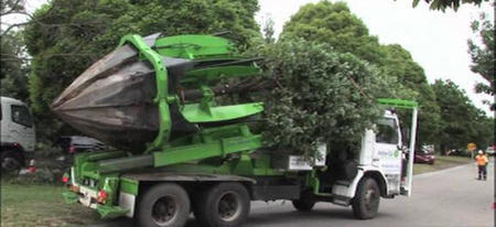 On ne coupe plus les arbres, on les déplace 