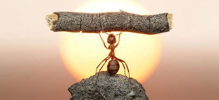 Un photographe met en scène les incroyables aventures des fourmis