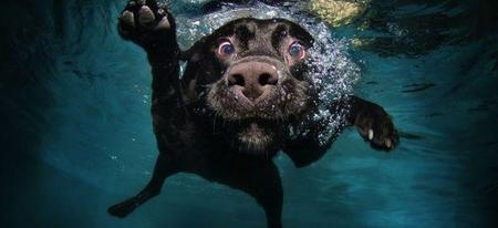 Des portraits de chiens sous l'eau, c'est hilarant