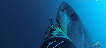 Une attaque de requin filmée de très près