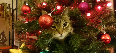 Quand les chats s'en prennent aux sapins de Noël