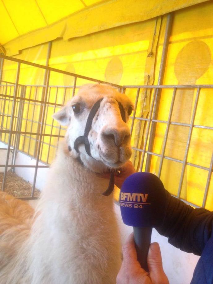 Serge le lama retrouvé dans le tramway bordelais