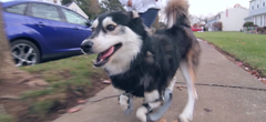 Ce chien court pour la première fois grâce à des prothèses imprimées en 3D