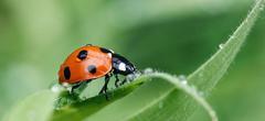 Une coccinelle transformée en zombie par une guêpe 