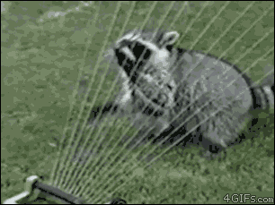 raton laveur rocket raccoon