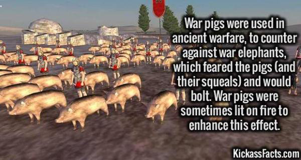 cochons de guerre