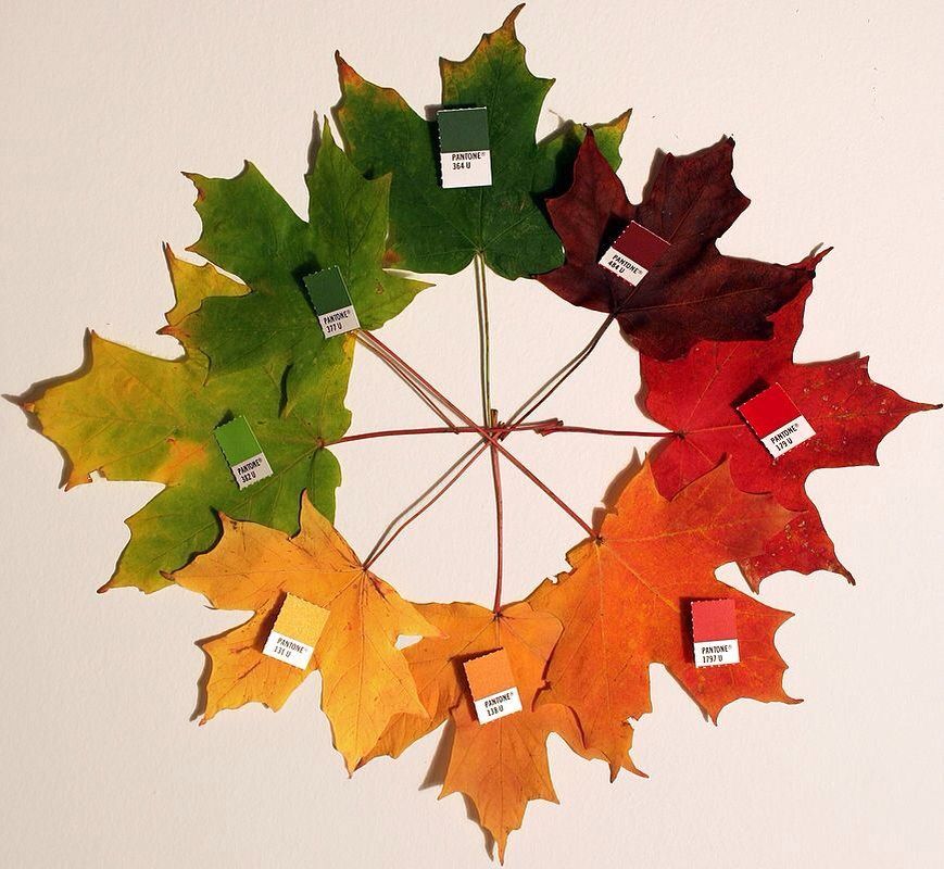 Winter Is Coming, Pourquoi Les Feuilles Changent De Couleur En Automne