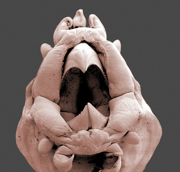 images terrifiantes microscope 11