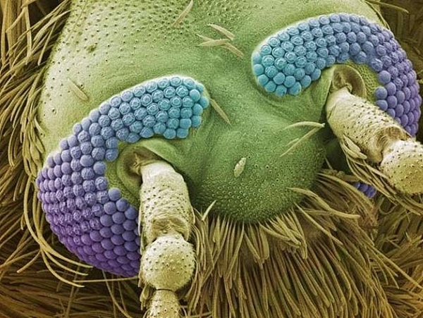 images terrifiantes microscope 9