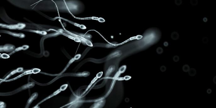 sperm