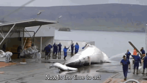 whales-illegal-whaling-hacktivism-hack-iceland-government-website-anonymous-5.gif