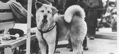 80 ans après, on a découvert une nouvelle photo inédite d'Hachiko 