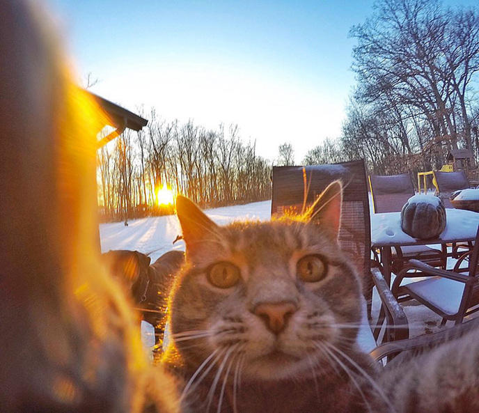 manny-cat-takes-selfies-dogs-gopro-1.jpg