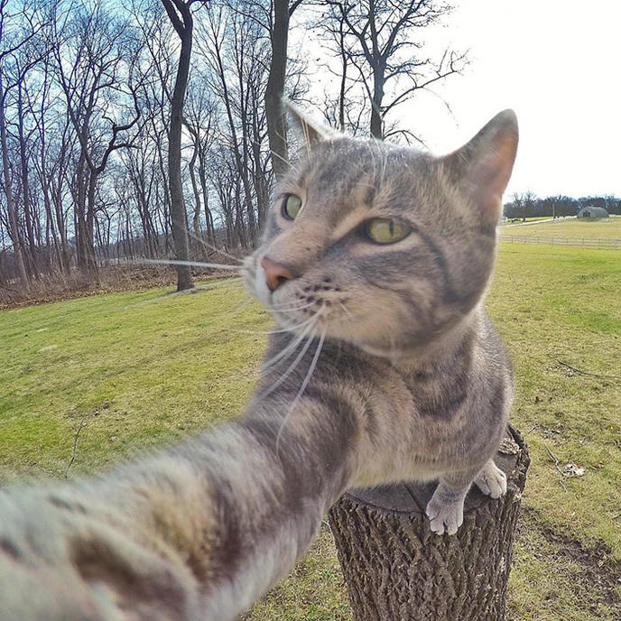 manny-cat-takes-selfies-dogs-gopro-11.jpg