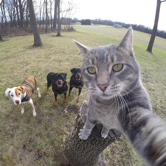 manny-cat-takes-selfies-dogs-gopro-13.jpg