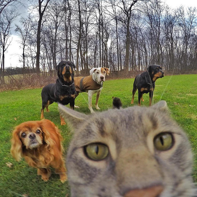 manny-cat-takes-selfies-dogs-gopro-14.jpg