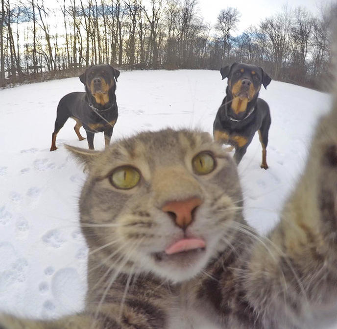 manny-cat-takes-selfies-dogs-gopro-15.jpg