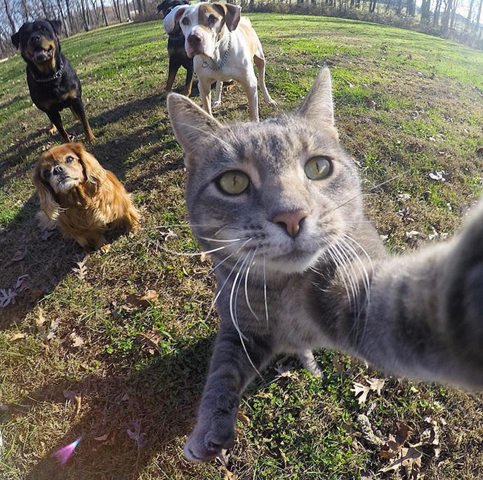 manny-cat-takes-selfies-dogs-gopro-9.jpg