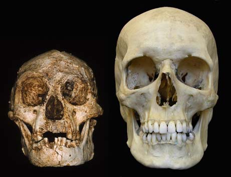 Comparaison entre le crâne Homo floresiensis et Homo sapiens