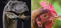 Des scientifiques font pousser des pattes de dinosaures sur des embryons de poulets !