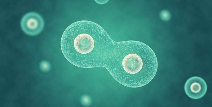 scientifiques-embryons-mi-homme-mi-animal-ferme-organes