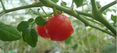 Des légumes en provenance de Mars seraient sans danger pour l'homme !