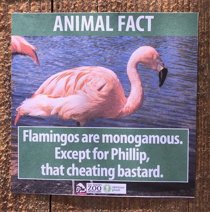 Don Flamingo