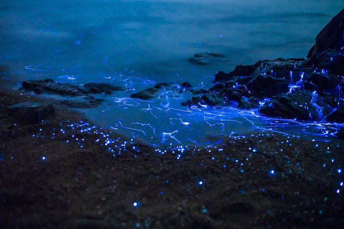 crevette bioluminescente