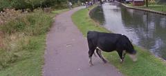 Pour protéger sa vie privée, Google Street View floute la tête d'une vache !