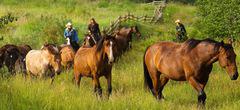 Des chevaux ont appris à communiquer avec les humains