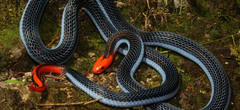 Le venin de ce serpent fera de votre vie un enfer