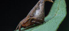 Une araignée qui ressemble aux choixpeau magique nommée d'après un personnage emblématique d'Harry Potter
