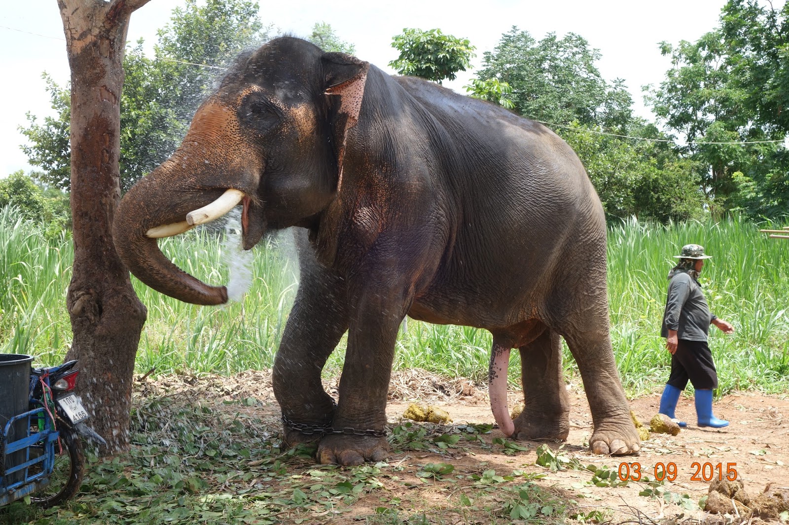 Ces bizarreries dans la reproduction sexuelle animale