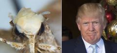 Avec sa coiffure (très) ressemblante, cette mite est baptisée Donald Trump