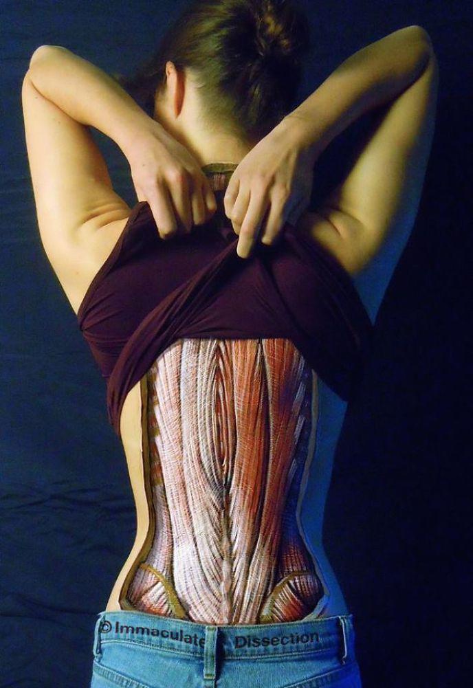 anatomical