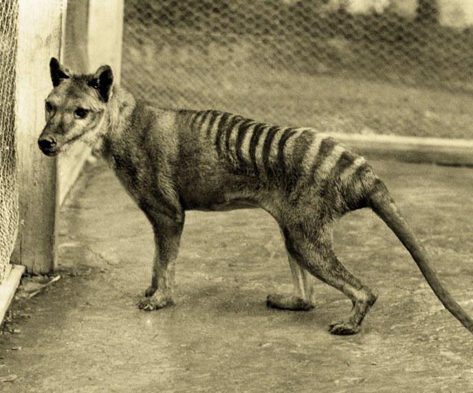 Le tigre de Tasmanie : l'animal fantôme