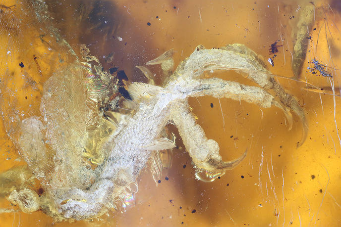 Dinosaures : une tique découverte piégée dans de l'ambre