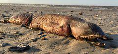 Ce monstre marin échoué sur une plage après l'ouragan Harvey enfin identifié !