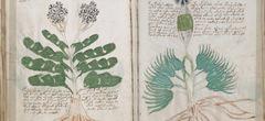 Une intelligence artificielle pourrait décoder le mystérieux manuscrit de Voynich