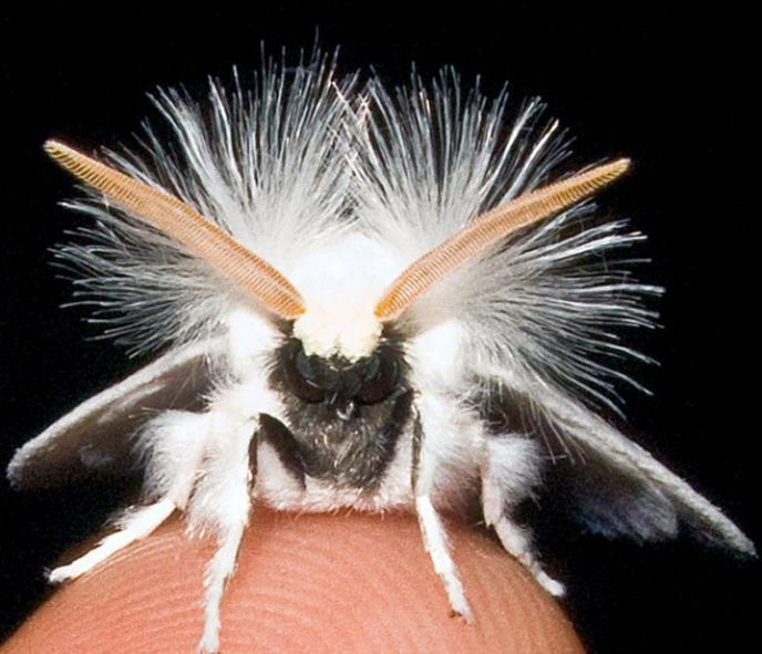Top 20 des insectes les plus étranges de la planète
