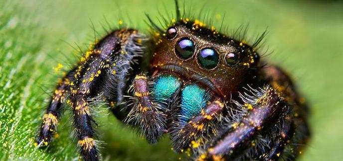 https://static.hitek.fr/img/actualite/i_jumping-spiders-macro-photography-thomas-shahan-4.jpg