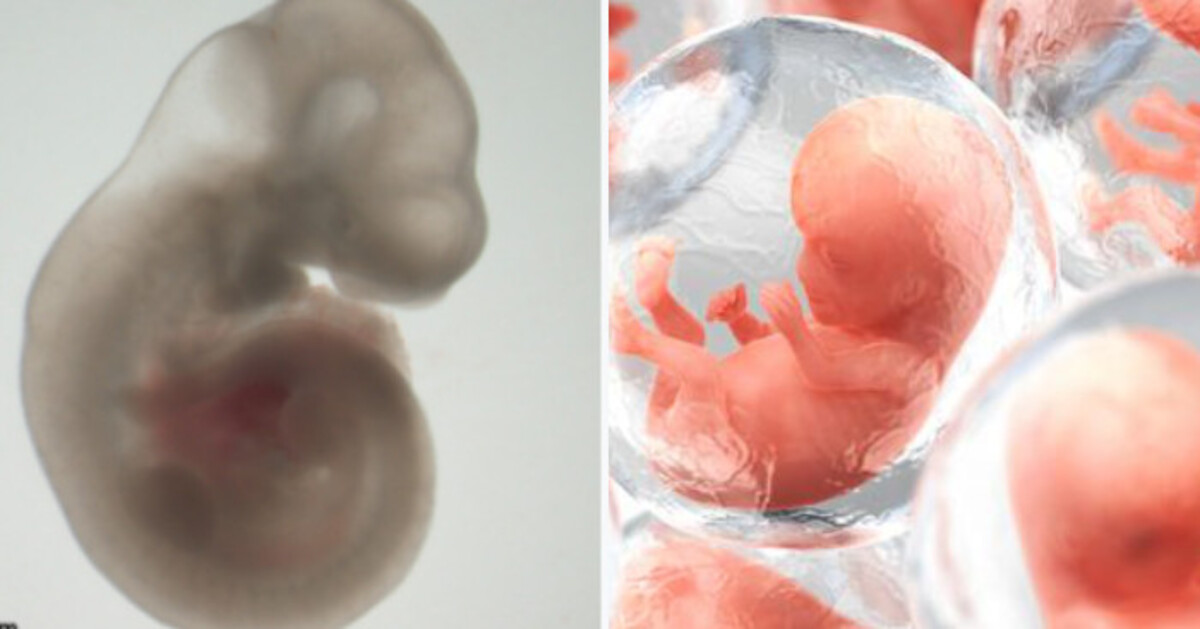 Deze wetenschappelijke prestatie opent de deur naar het gebruik van menselijke embryo’s