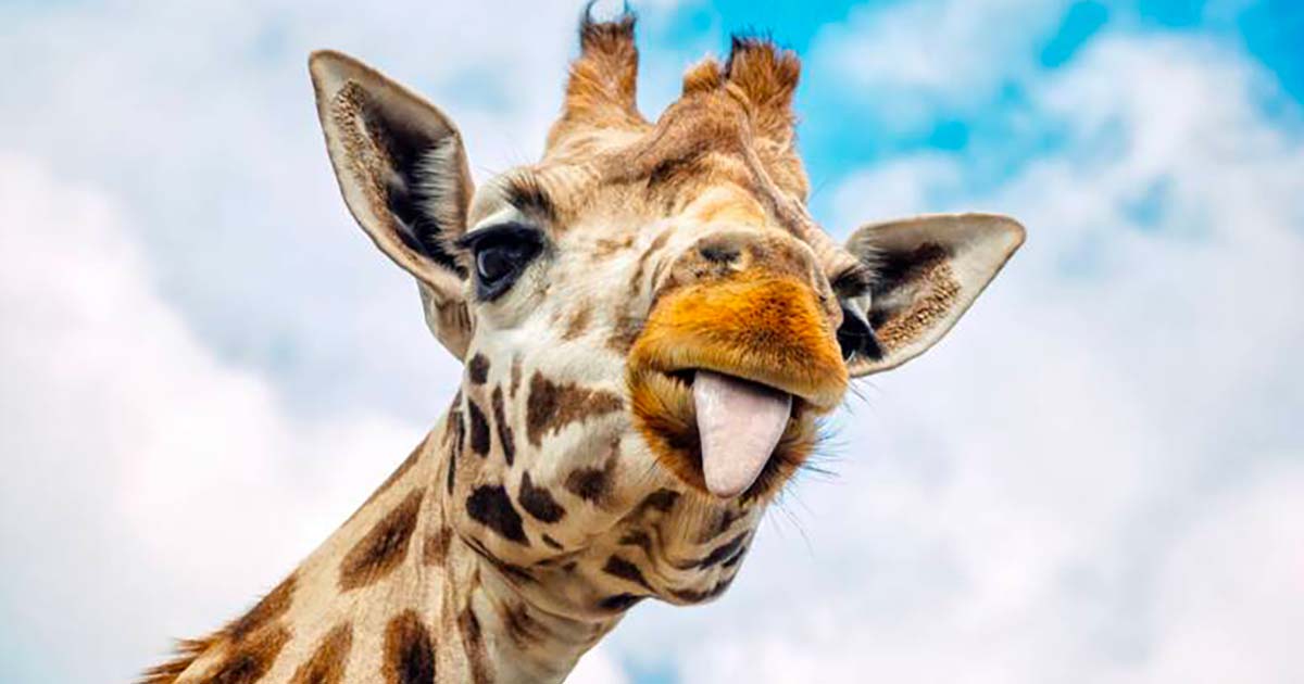 Comment le cou de la girafe est-il devenu si long ? - Sciences et Avenir