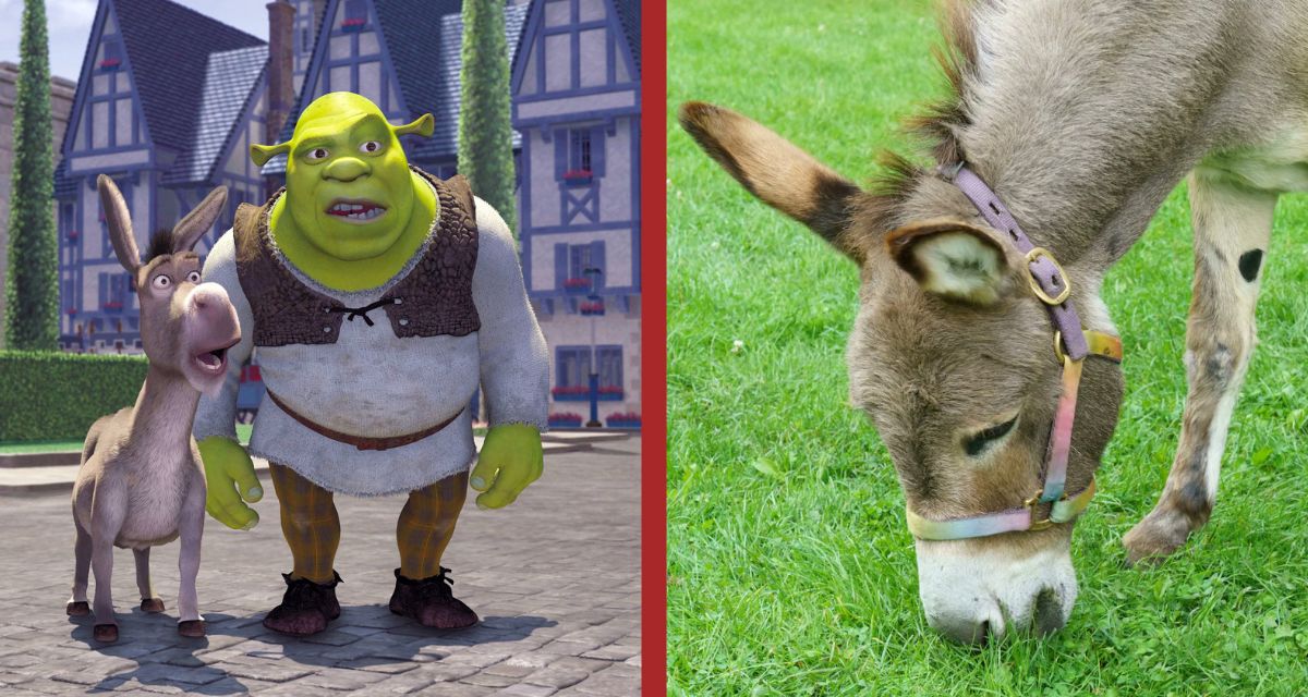 Shrek : l